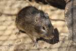 Gemeines Meerschweinchen (Cavia aperea) ...  Gilbert Angermann 26.04.2011