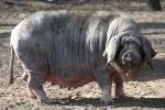 Chinesisches Maskenschwein (Mei Shan) (4 Fotos)