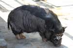 Vietnamesisches H�ngebauchschwein am 18.4.2010 ...  Gilbert Angermann 26.04.2011