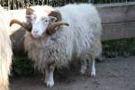 Gotlandschaf oder auch Gutef�r ...  Gilbert Angermann 26.04.2011