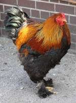 Brahma (3 Fotos)