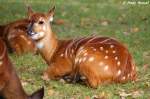 Westliche Sitatunga (Jungtier).  ...  Andy Hensel 05.11.2009