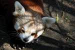 Kleine Panda (Ailurus fulgens) ...  Gilbert Angermann 27.04.2011