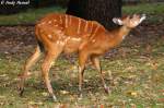 Westliche Sitatunga.   ...  Andy Hensel 05.11.2009