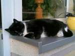 Katze ist m�de   ...
