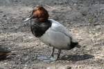M�nnliche Riesentafelente (Aythya valisineria) am 18.4.2010 im Tierpark Berlin.  ...