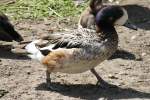 Chilepfeifente (Anas sibilatrix) am 18.4.2010 im Tierpark Berlin.  ...