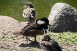 Kappens�ger (Lophodytes) (3 Fotos)