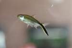 Echte Salmler (Characidae) (18 Fotos)