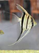 Rotr�ckenskalar (Pterophyllum ...  Gilbert Angermann 28.04.2011