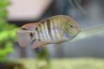 Sajica-Buntbarsch (Cichlasoma ...  Gilbert Angermann 28.04.2011
