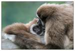 Kleine Gibbons (Hylobates) (7 Fotos)