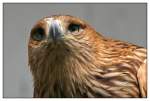 Kaiseradler    ...  Andy Hensel 28.04.2011