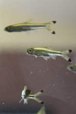 Glasb�rblinge (Rasbora ...  Gilbert Angermann 28.04.2011