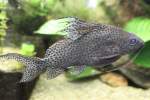 Segel-Fierderbartwels (Synodontis ...  Gilbert Angermann 28.04.2011