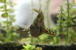 Gelbstreifen-Fiederbartwels (Synodontis ...  Gilbert Angermann 28.04.2011