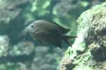 Schwalbenschwanz-Riffbarsch (Acanthochromis ...  Gilbert Angermann 29.04.2011
