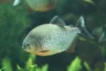 S�gesalmler (Serrasalmidae) (15 Fotos)