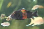 Orange-Moori (Tropheus ...  Gilbert Angermann 29.04.2011