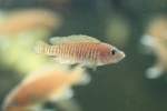 Gestreifter Schneckenbuntbarsch (Neolamprologus multifasciatus) ...  Gilbert Angermann 29.04.2011
