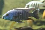 Sciaenochromis fryeri (Azur-Buntbarsch) am ...  Gilbert Angermann 29.04.2011