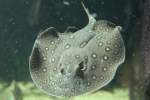 Augenfleck-Stachelrochen (Potamotrygon_motoro) am 18.4.2010 im Tierpark Berlin.  ...