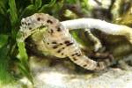 Topfbauch-Seepferdchen (Hippocampus abdominalis) am ...  Gilbert Angermann 30.04.2011