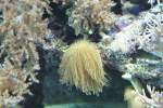 Zylinderrosen (Ceriantharia) (2 Fotos)