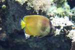 Kleins Falterfisch (Chaetodon kleinii) ...  Gilbert Angermann 30.04.2011