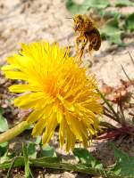 Fleissige Biene ...  JohannJ 30.04.2011