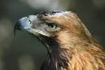 Kaiseradler    ...  Andy Hensel 01.05.2011