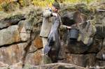 F�tterung eines s�dafrikanischen Seeb�ren.   ...