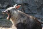 Schabrackenhy�nen (Parahyaena) (13 Fotos)
