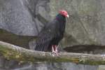 truthahngeier---gelbkopfgeier-cathartes Nordamerikanischer Truthahngeier (Cathartes aura septentrionalis) am 18.4.2010 im Tierpark Berlin.