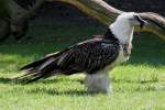 bartgeier-gypaetus Bartgeier (Gypaetus barbatus barbatus) am 18.4.2010 im Tierpark Berlin.
