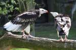Wollkopfgeier (Trigonoceps occipitalis) am 18.4.2010 im Tierpark Berlin.  ...