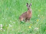  immer sch�n die Ohren ...  JohannJ 03.05.2011