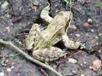 Moorfrosch(Rana arvalis)auf Nahrungssuche;110502  ...  JohannJ 05.05.2011