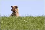 Dies Schaf genie�t den Ausblick vom Elbdeich. 18.04.2011  ...