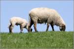 Mutterschaf mit Lamm auf ...  Helmut Seger 07.05.2011
