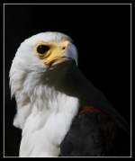 Schreiseeadler    ...  Andy Hensel 07.05.2011