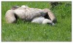 G�nsegeier    ...  Andy Hensel 07.05.2011