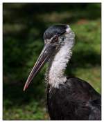 Asiatischer Wollhalsstorch   ...  Andy Hensel 10.05.2011