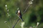Ein Bluth�nfling im Apfelbaum ...  Andr� Breutel 11.05.2011
