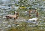 Stockentenmutter mit K�ken beim Familienausflug in der Ahr bei Bad-Neuenahr ...
