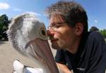 Der  Pelikanfl�sterer  Otti mit ...  Andy Hensel 13.05.2011