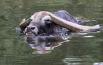 Wasserb�ffel    ...  Andy Hensel 14.05.2011