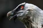 Bartgeier (Gypaetus) (18 Fotos)