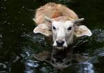 Wasserb�ffelkuh    ...  Andy Hensel 14.05.2011