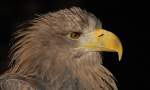 europ�ischer seeadler   ...